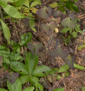 Oxalis corniculata (creeping woodsorrel, procumbent yellow sorrel, sleeping beauty, creeping wood sorrel)