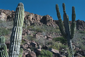Pachycereus pringlei (cardón, cardón gigante, cardón pelón, sagueso, sahuaso, Mexican giant cardon, elephant cactus)