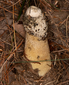 Phallus impudicus (common stinkhorn)