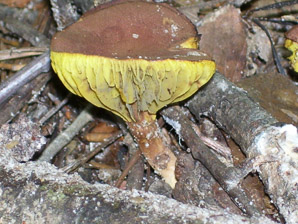 Phylloporus rhodoxanthus (gilled bolete)
