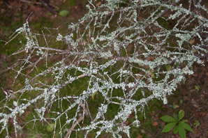 Physcia adscendens (hooded rosette lichen, rosette lichen)