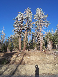 Pinus lambertiana (sugar pine)