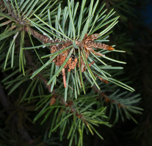 Pinus monophylla (singleleaf piñon, pinyon pine, single-leaf pinyon pine, single-leaf piñon pine)
