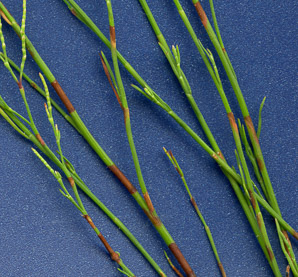 Polygonella articulata (sand jointweed, coastal jointweed)