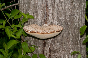 Polyporus squamosus (Dryad’s saddle, pheasant’s back mushroom)
