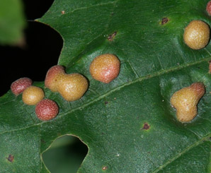 Polystepha pilulae (oak leaf gall midge)