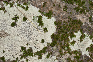 Porpidia albocaerulescens (smoky-eye boulder lichen)
