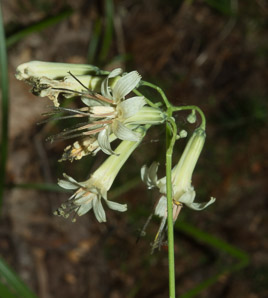Prenanthes trifoliolata (gall of the earth, three-leaved rattlesnake-root, three-leaved rattle)
