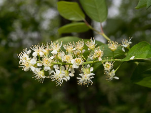 Prunus virginiana (common chokecherry, chokecherry)
