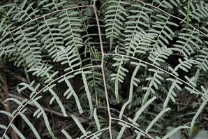 Pteridium aquilinum (bracken fern)