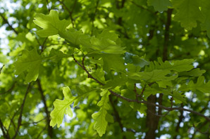 Quercus macrocarpa (bur oak, blue oak, mossy-overcup oak, scrub oak)