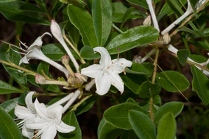 Rhododendron viscosum (swamp azalea, swamp-honeysuckle, Clammy azalea, hammocksweet azalea, Cory azalea)