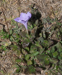 Ruellia caroliniensis (Carolina wild petunia, thickleaf wild petunia)