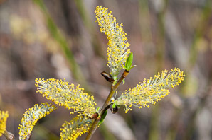 Salix discolor (pussy willow, American willow)