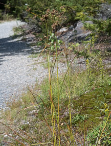 Scirpus cyperinus (brown woolly sedge, cottongrass bulrush, woolgrass, wool grass, common woolsedge)