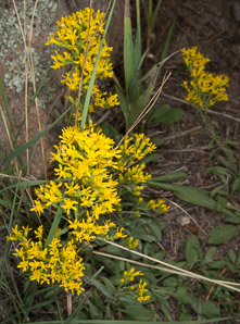 Solidago nemoralis (gray goldenrod, field goldenrod)