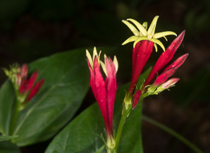Spigelia marilandica (Indian pink, woodland pinkroot)