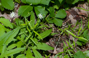 Stellaria graminea (grass-leaf starwort, grass-like starwort, little starwort, common stitchwort, grassleaf starwort)
