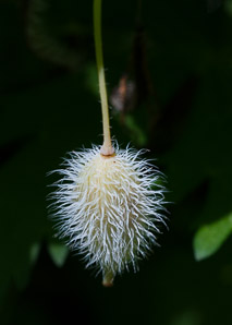 Stylophorum diphyllum (yellow wood poppy, celandine poppy)