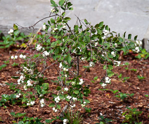 Symphoricarpos albus (common snowberry)