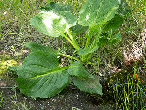 Symplocarpus foetidus (Eastern skunk cabbage, clumpfoot cabbage, foetid pothos, meadow cabbage, polecat weed, skunk cabbage, swamp cabbage)