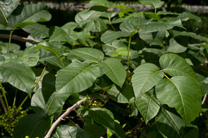 Toxicodendron radicans (poison ivy, Eastern poison ivy)