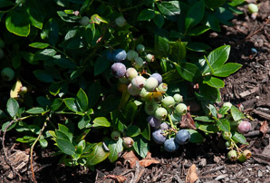 Vaccinium corymbosum (highbush blueberry)
