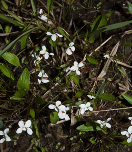 Viola macloskeyi (small white violet, northern white violet)