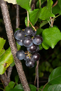 Vitis labrusca (Concord grape)