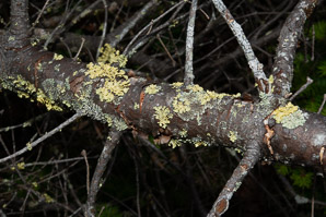 Vulpicida pinastri (powdered sunshine lichen)
