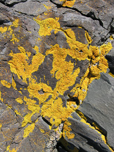Vulpicida tilesii (yellow lichen)