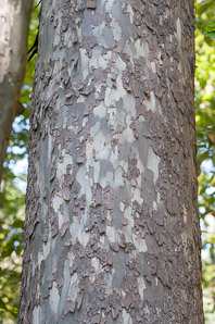 Acer pseudoplatanus (sycamore maple)