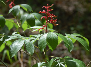 Aesculus pavia (red buckeye)