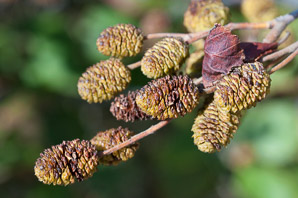 Alnus viridis (green alder, mountain alder, Sitka alder, Siberian alder)