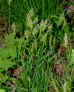 Anthoxanthum odoratum (sweet vernal grass)