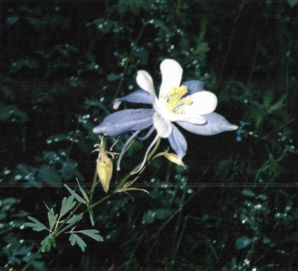 Aquilegia coerulea (Colorado blue columbine, columbine)
