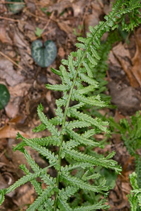 Athyrium filix-femina (lady fern)