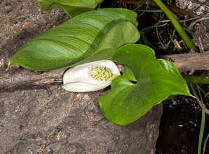 Calla palustris (wild calla, water arum, wild-calla)