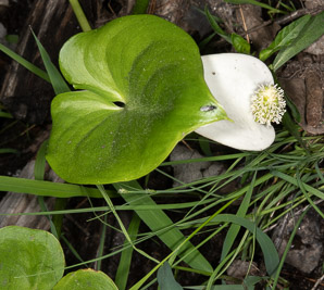 Calla palustris (wild calla, water arum, wild-calla)