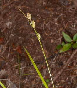 Carex swanii (Swan’s sedge)