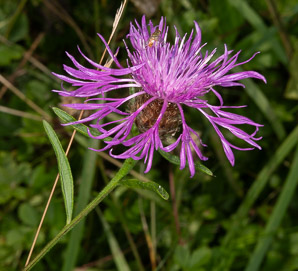 Centaurea nigrescens (short-fringed knapweed)