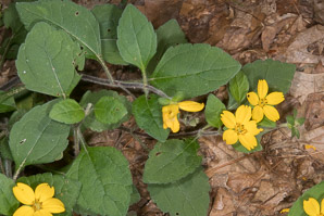 Chrysogonum virginianum (golden star, goldenstar, golden-knees, green-and-gold, green-and-go)