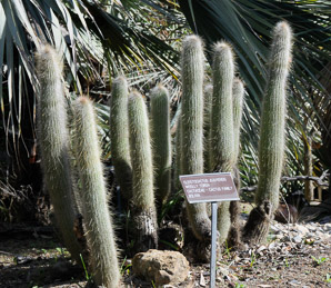 Cleistocactus hyalacanthus (woolly torch)
