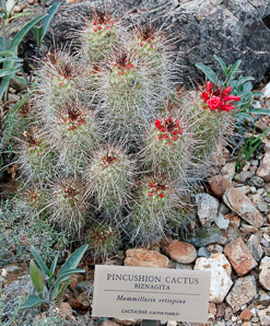 Cochemiea setispina (pincushion cactus)