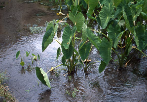 Colocasia esculenta (taro, elephant ear, cocoyam, eddo, eddoe, dasheen, dashee)