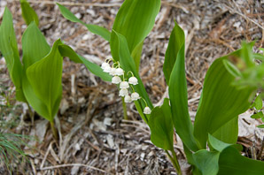 Convallaria majalis (lily of the valley, European lily of the valley)