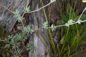 Corydalis sempervirens (pale corydalis, tall corydalis)