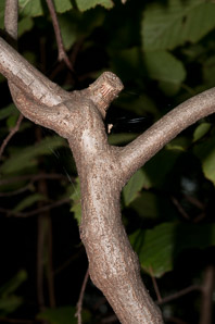 Corylus cornuta (beaked filbert)