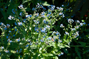 Cynoglossum amabile (Chinese forget-me-not)