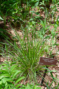 Deschampsia cespitosa (tufted hairgrass)
